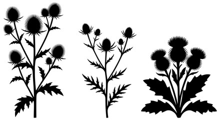 Fototapeta premium Thistle Plants Silhouette Collection on White Background Natural Elements Vector Graphic
