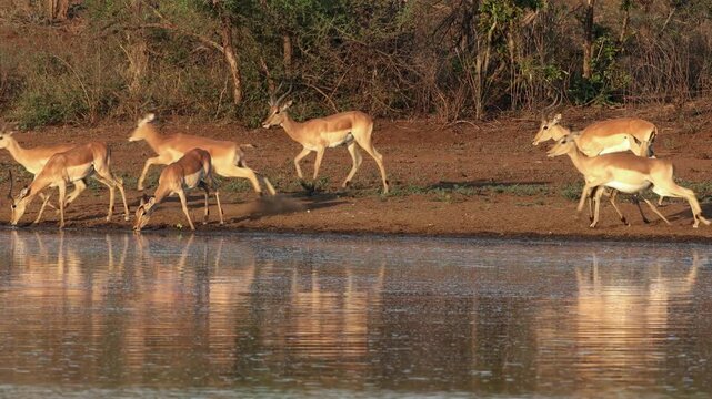 Herd of alert impala antelopes (Aepyceros melampus) at a waterhole, Kruger National Park, South Africa