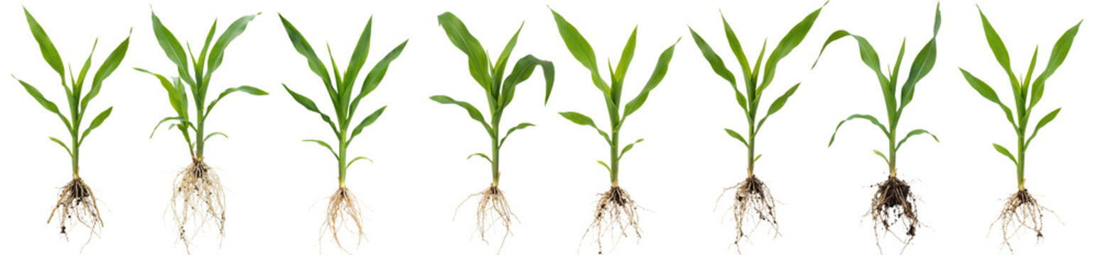 Collection of young corn plants with visible root system isolated on transparent background, Zea mays seedling with roots and green leaves.
