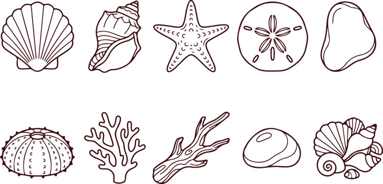 Marine life seashell and starfish collection, detailed line drawings of ocean treasures and beach finds for summer themes.