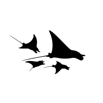 Silhouettes of a School of Manta Rays on White Background