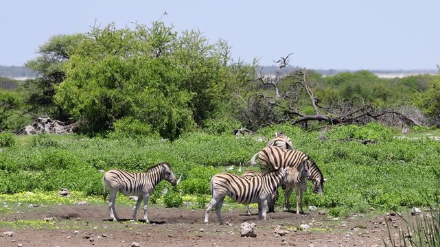 Small herd of plains zebras (Equus burchelli) in natural habitat, Etosha National Park, Namibia