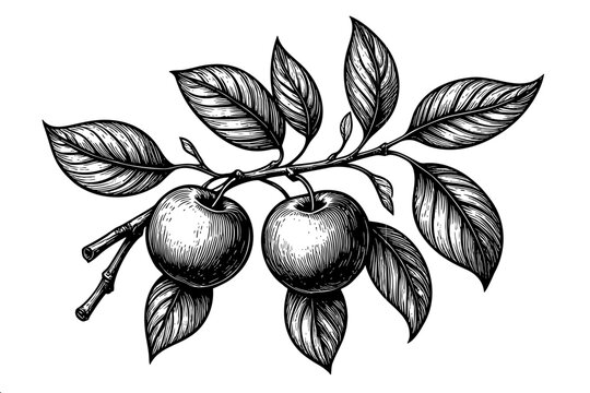 Hand drawn black and white botanical illustration of fruit tree branch, ideal for orchard label cider brand juice packaging organic harvest farm market and design content