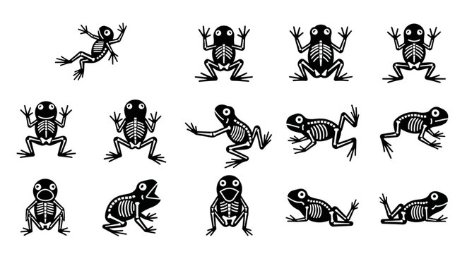 Collection of frog skeleton illustrations.