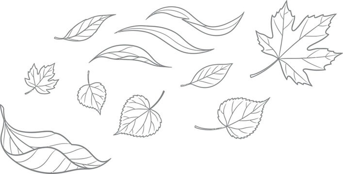 Collection of different types of falling leaves illustration