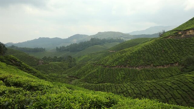 Tea Plantation Munnar, Kerala, India. Tea plants cultivated on hills or mountain slopes.Breathtakingly beautiful haven of peace and tranquility idyllic tourist destination in Kerala India