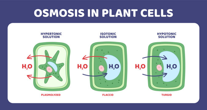 Plant cell osmosis. Biological infographics, water molecules movement, tonoplast, plasmalemma, substances transport, laboratory educational diagram, garish vector cartoon isolated concept