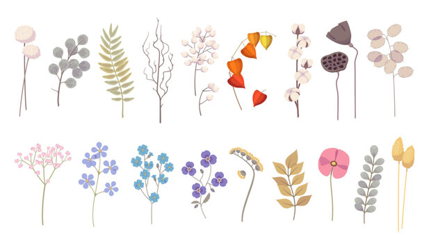 Decorative dried flowers. Cartoon herbarium plants, craspedia, lagurus and cotton, beautiful dry twigs with leaves, minimal floral clipart wildflowers collection, classy vector botanical set