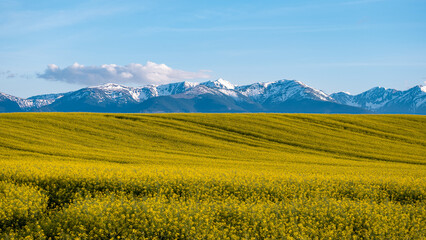 Yellow rapeseed agricultural fields with snow-capped Fagaras Mountains in Romania, scenic spring farmland landscape in Transylvania under blue sky © Valentin