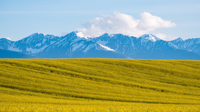 Snow-capped Fagaras Mountains in Romania above yellow rapeseed agriculture fields, spring rural landscape in Transylvania, Carpathians panorama
