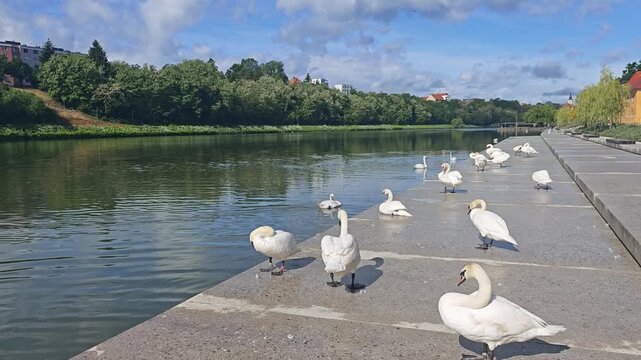 White swans on the Drava river embankment in Maribor, Slovenia.