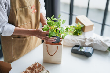 Asian Male Small Business Owner of Eco-Friendly Plant Shop Carefully Arranging Live Houseplants into Recyclable Kraft Paper Bags, Promoting Sustainable Greenery and Zero-Plastic Packaging