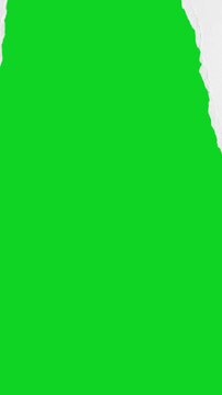 Vertical torn smooth clean white paper split up revealing animated on a green screen chroma key background. It gives a high quality professional template design element for video compositing