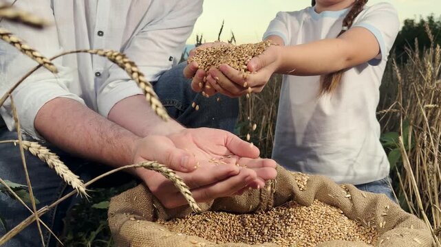 Traditional wheat farming scene, family working on a farm, health benefits of whole grains, rustic farming lifestyle, golden hues of wheat fields, hardworking farmers hands, the importance of