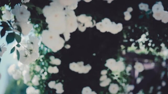 満開のバラ園
