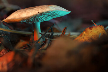 Glow in the dark mushroom in an autumn forest floor with neon light effect © Dimitar