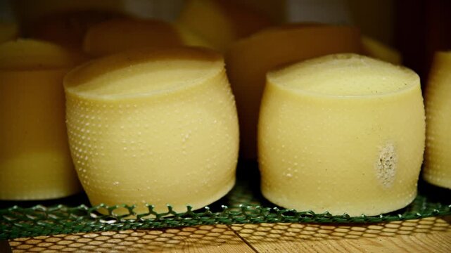 Cheese wheels aging on wooden shelf in storage room with mesh rack