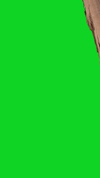 Vertical torn wood grain texture split gap space revealing animated on a green screen chroma key background. It gives a high quality professional template design element for video compositing