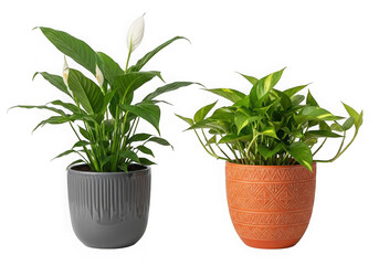 Fototapeta premium Two green house plants in decorative flower pots