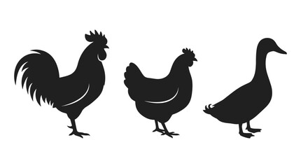 rooster and hen © Fariaislam