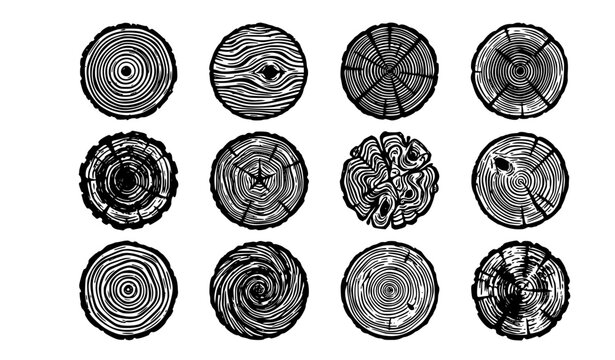 Tree Trunk Cross Section Sketch Set