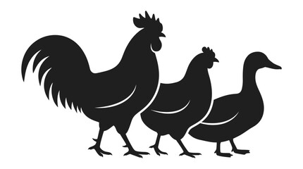 rooster isolated on white © Fariaislam