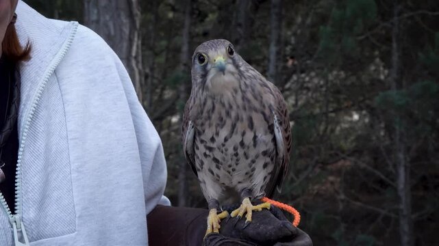 Little spanish falcon close up. High quality 4k footage