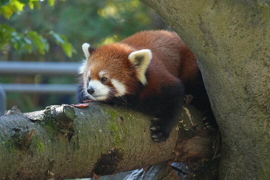 lesser panda in the zoo