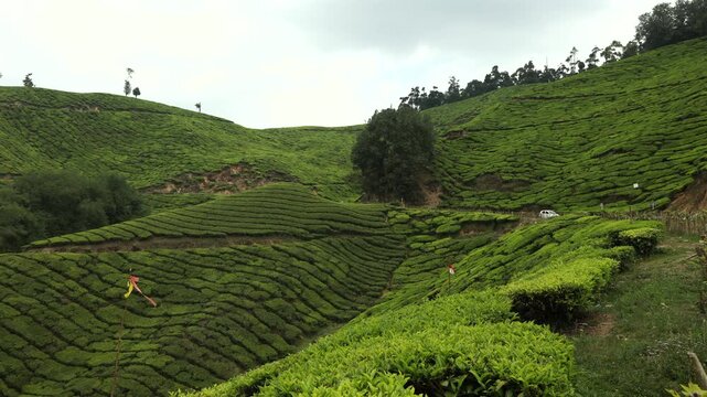 Tea Plantation Munnar, Kerala, India. Tea plants cultivated on hills or mountain slopes.Breathtakingly beautiful haven of peace and tranquility idyllic tourist destination in Kerala India