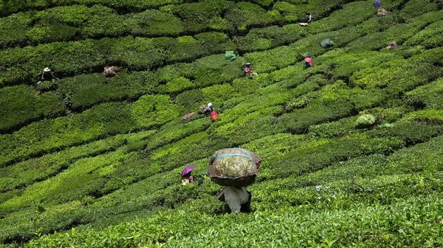 Women picking tea leaves in a tea plantation around Munnar, Kerala, India. Tea pickers workers in the tea estate plantations of Munnar.