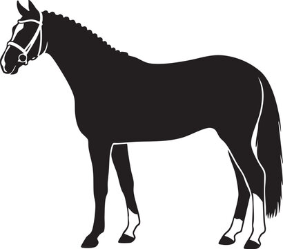 Show Horse Standing Profile Graphic Black and White Line Art