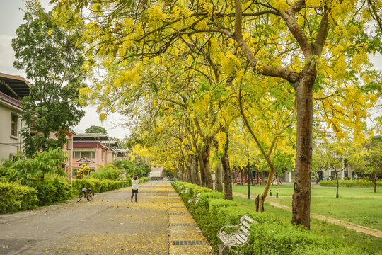 Landscape Of Beautiful Park Trails With Golden Shower Tree Blooming (Cassia Fistula) At Pingtung Veterans Home, Neipu, Pingtung, Taiwan