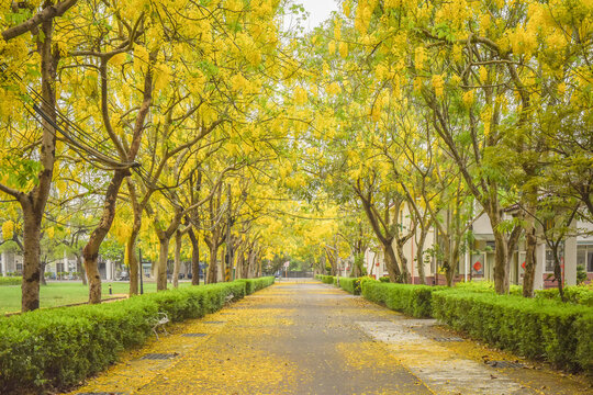 Landscape Of Beautiful Park Trails With Golden Shower Tree Blooming (Cassia Fistula) At Pingtung Veterans Home, Neipu, Pingtung, Taiwan