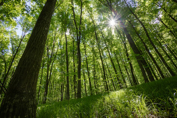 Fototapeta premium forest trees. nature green wood sunlight backgrounds.