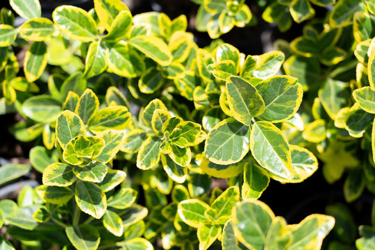 A textured background of variegated green and yellow leaves of Japanese spindle tree - Euonymus japonicus. Strategy: Plants for landscape design