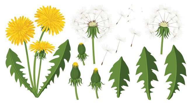Detailed botanical set features dandelion flowers in full bloom along with buds, blowing seeds, and green serrated leaves.