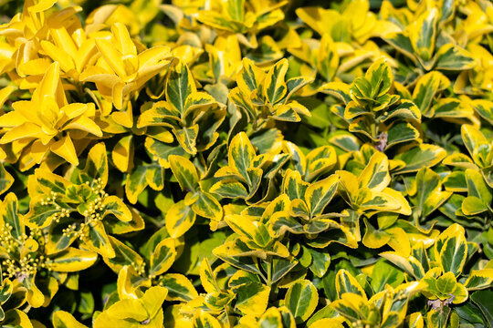 A textured background of variegated green and yellow leaves of Japanese spindle tree - Euonymus japonicus. Strategy: Plants for landscape design