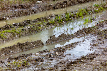 Fototapeta premium Fresh mud and water-filled tire tracks in agricultural field