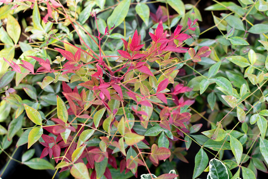 Green and red leaf texture background, Nandina domestica. Strategy: Plants for landscape design