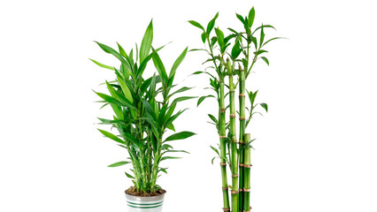 Obraz premium A set of green domestic lucky bamboo plants growing inside a brown wicker pot isolated on transparent background