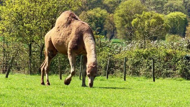 Dromedary camel Camelus dromedarius moves forward while grazing showing step and bite feeding cycle typical of herbivore foraging behavior in enclosed pasture setting, static shot