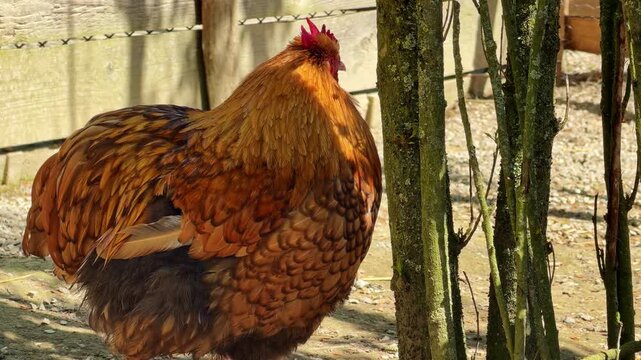 Domestic hen Gallus gallus domesticus displays dense feather structure and compact body typical of heavy breed while standing in farmyard enclosure showing calm low activity behavior, static lateral