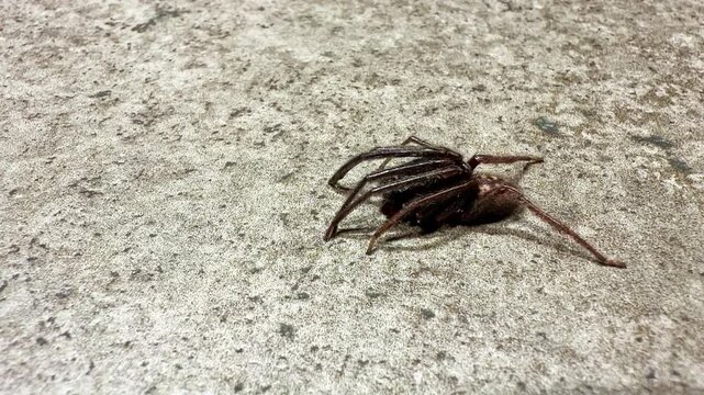 Ground spider likely Amaurobius sp (family Amaurobiidae) remains stationary on concrete while moving legs in defensive response showing threat display without locomotion, static macro close up
