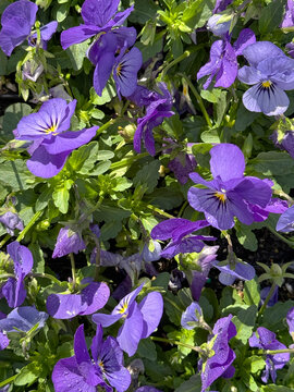 Pansies with purple blue blossoms