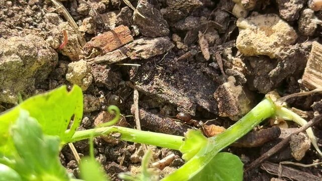 Formicidae ants likely Lasius sp track and attack soft bodied larva likely Coleoptera or Lepidoptera showing cooperative predation and pursuit behavior in soil, tracking macro shot