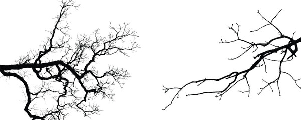 Obraz premium Silhouettes of branches of trees isolated on white. Black and white vector illustration 