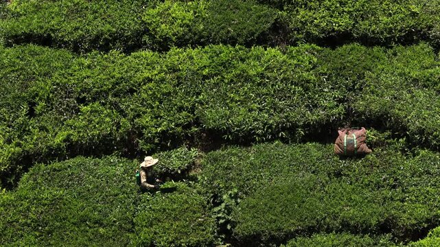Women picking tea leaves in a tea plantation around Munnar, Kerala, India. Tea pickers workers in the tea estate plantations of Munnar.