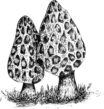 Adobe Illustrator Artwork Hand drawn morel mushrooms in vintage engraved style. Botanical vector illustration isolated on white background.