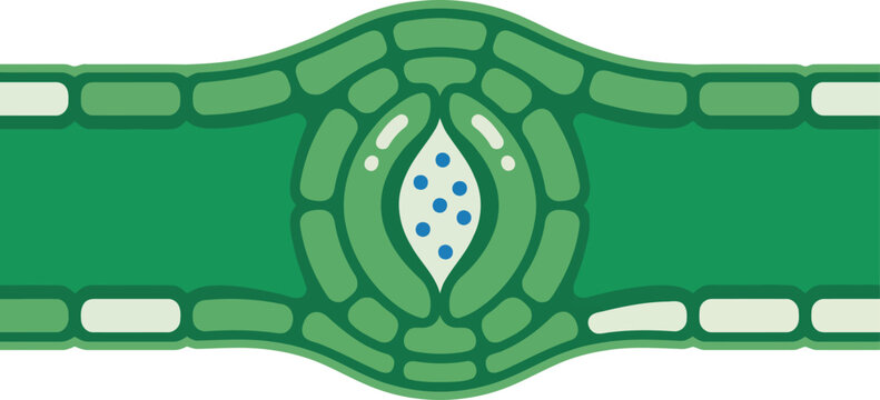 Illustration of a plant cell with closed stomata and low transpiration. Clean, green, and informative graphic. Suitable for educational or scientific use.