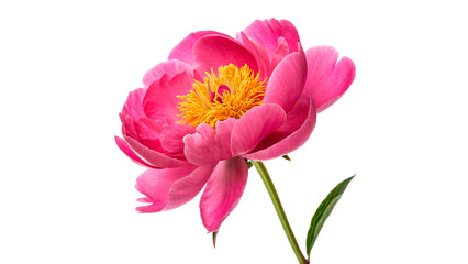 Beautiful bright pink peony flower head with green leaves for romantic festive floral decoration on transparent background © Anatoli